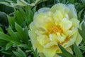 Double-flowered yellow hybrid Peony